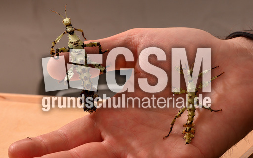 Australische Gespenstschrecke (06).jpg